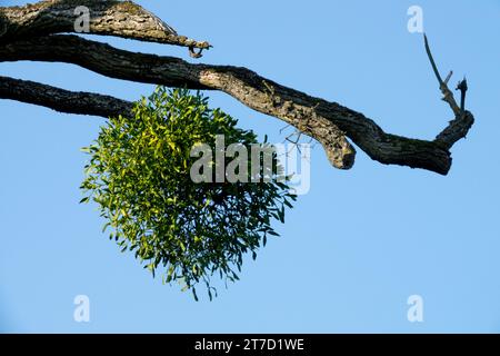 European Mistletoe, Viscum album on Tree Branch Stock Photo