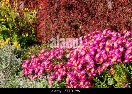 Pink, Chrysanthemum, Autumn, Barberry, Border, Berberis thunbergii, Japanese Barberry, Edge, Garden, Berberis 'Rose Glow' Stock Photo