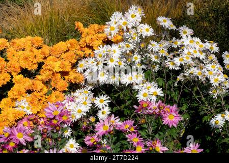 Orange, White, purple, mums in Garden, Border, Autumn, plants, Colorful, Flowers Stock Photo