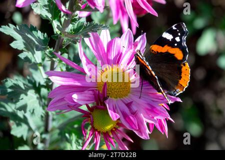 Red Admiral butterfly, Vanessa atalanta, on, Pink mum, Flower Stock Photo