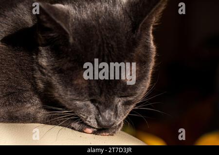 blue cat of the American breed Burmese close-up in the sun Stock Photo