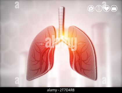 Anatomy of Human lungs with bronchial and trachea. 3d illustration Stock Photo