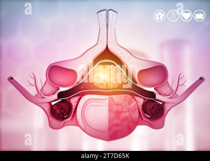 Intervertebral disc anatomy, human spine. 3d illustration Stock Photo