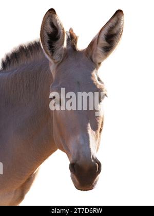 donkey portrait isolated on white background Stock Photo