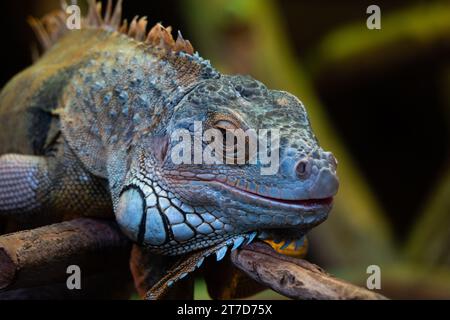 green iguana sitting on a tree branch Stock Photo