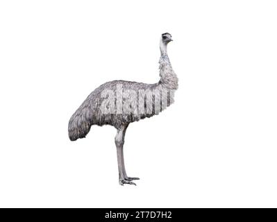 emu ostrich isolated on white background Stock Photo