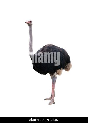emu ostrich isolated on white background Stock Photo