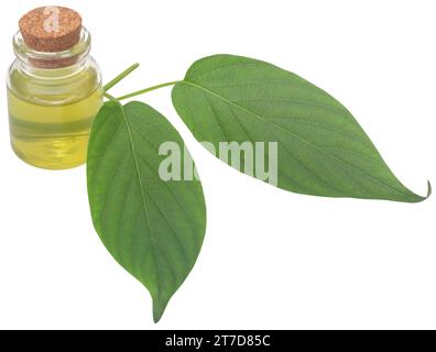 Paederia foetida or medicinal gondho badali with extract of Indian subcontinent Stock Photo