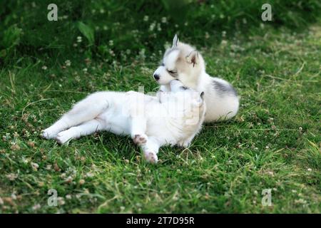 Two Siberian Husky dog puppies play outdoors in the grass Stock Photo