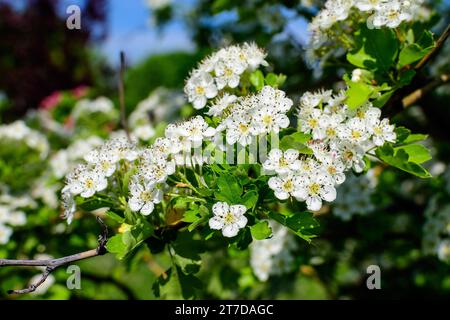Many small white flowers and green leaves of Crataegus monogyna plant, known as common or oneseed hawthorn, or single-seeded hawthorn, in a forest in Stock Photo