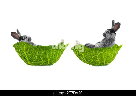 two rabbit lies in a cabbage leaf isolated on a white background Stock Photo