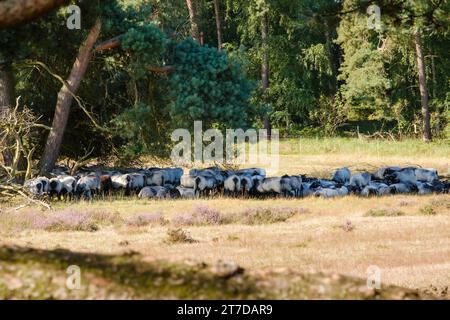 Some sheep at the Westruper Heide Stock Photo