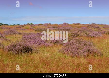 Blossom moorland Westruper Heide Stock Photo