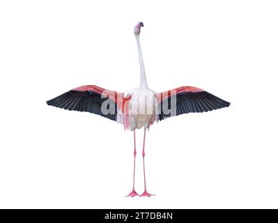 Pink flamingo with spread wings isolated on white background Stock Photo