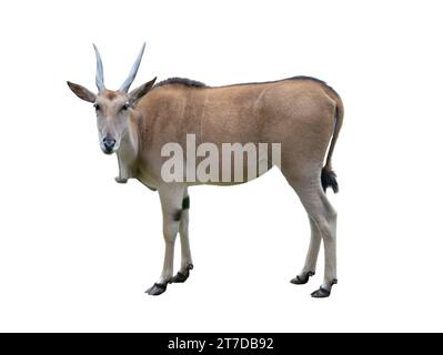 eland antelope isolated on white background Stock Photo