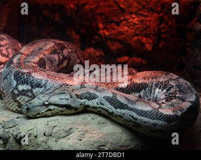 dumerils ground boa lying on a red background Stock Photo