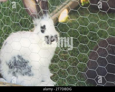 Lonely Curious White Rabbit in the Cage Stock Photo