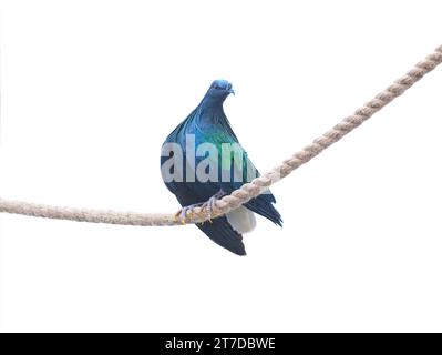 nicobar pigeon isolated on white background Stock Photo