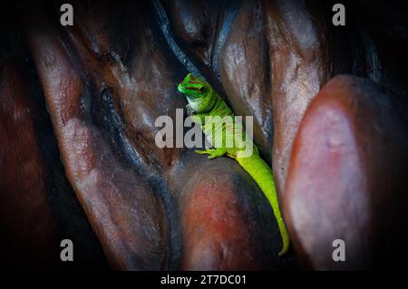 madagascar giant day gecko sits hidden in the rocks Stock Photo