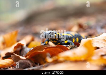 Spotted adult fire salamander in orange leaves in autumn forest. Wildlife photography Stock Photo