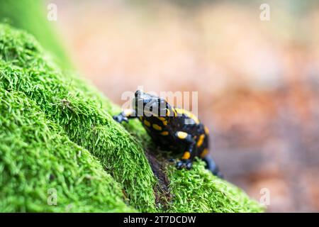 Spotted adult fire salamander on green moss in autumn forest. Wildlife photography Stock Photo