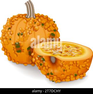 Whole and chopped Knucklehead Pumpkins. Winter squash. Cucurbita pepo. Fruits and vegetables. Isolated vector illustration. Stock Vector