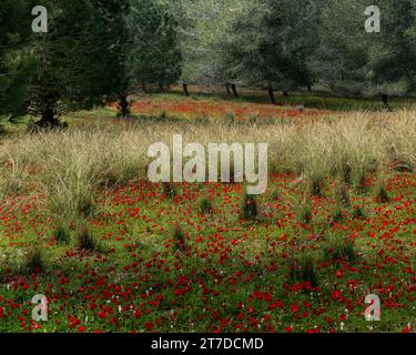 A field of red, spring anemone wildflowers on he outskirts of an evergreen forest in southern Israel. Stock Photo