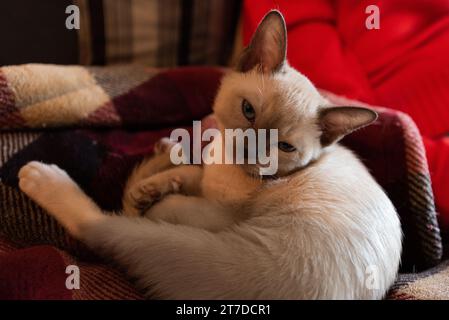 Purebred Tonkinese kitten with aquamarine eyes. Stock Photo