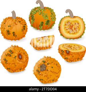 Set of Knucklehead Pumpkins. Winter squash. Cucurbita pepo. Fruits and vegetables. Isolated vector illustration. Stock Vector