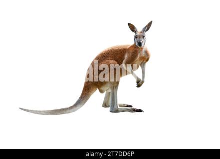 red kangaroo isolated on white background Stock Photo