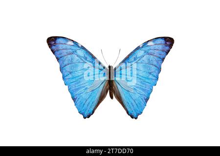 blue butterfly (morpho adonis) isolated on a white background Stock Photo