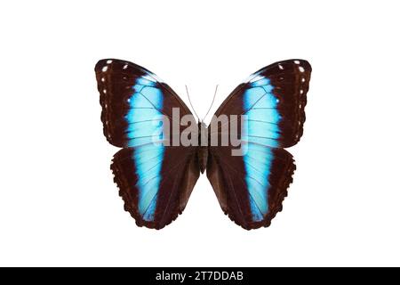 blue banded morpho butterfly (morpho achilles) isolated on a white background Stock Photo