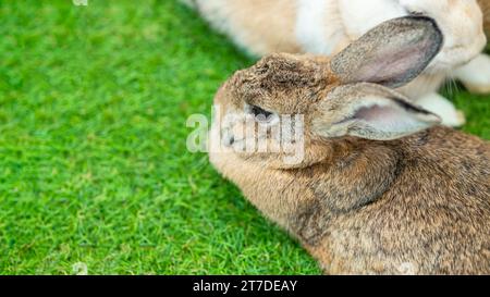 Cute Bunny domestic exotic pet, Flemish Giant Rabbit on green grass field with copy space for text. Stock Photo