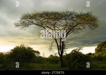 The distinctive shape of the Acacia tortilis, often called the umbrella thorn because of the flat top. They are fast growing and short lived. Stock Photo