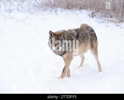 snarling gray wolf walking in the snow Stock Photo