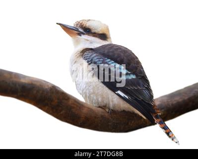 laughing kookaburra sitting on a tree branch isolated on white background Stock Photo