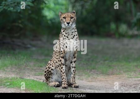 sitting cheetah sitting on the background of the forest Stock Photo