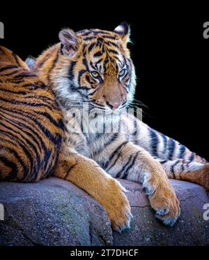 A tiger cub making itself comfortable CHESTER ZOO, ENGLAND STUNNING IMAGES of big cats have been captured this weekend on 11th and 12th November at Ch Stock Photo