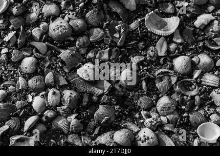 A top view of seashells on the beach in grayscale Stock Photo