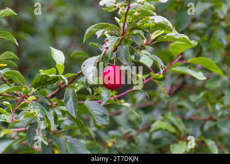 Cherry plum (Prunus cerasifera) growing on a nature reserve in the Herefordshire UK countryside. July 2020 Stock Photo