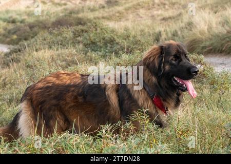 Leonberger on the beach Stock Photo