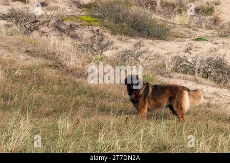 Leonberger on the beach Stock Photo