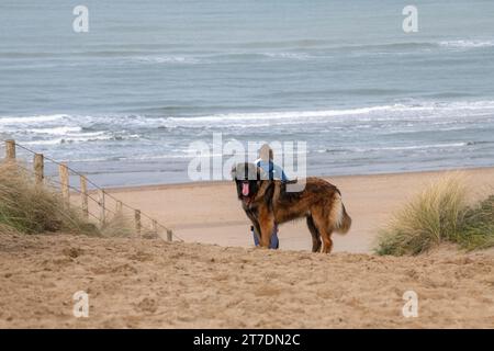 Leonberger on the beach Stock Photo