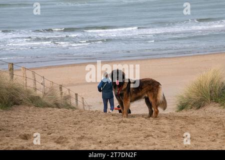 Leonberger on the beach Stock Photo