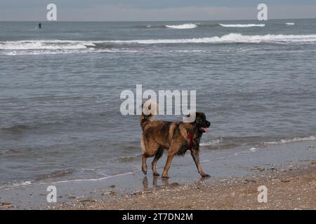 Leonberger on the beach Stock Photo