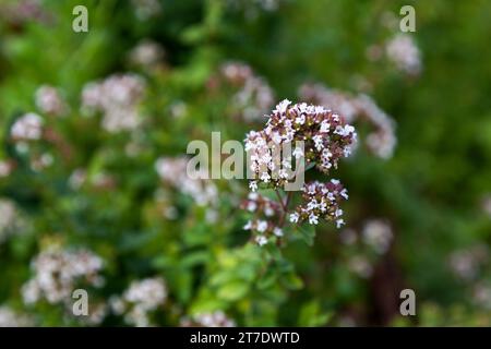 Close-up on a Thymus serpyllum, known by the common names of Breckland thyme, Breckland wild thyme, wild thyme, creeping thyme, or elfin thyme, is a s Stock Photo