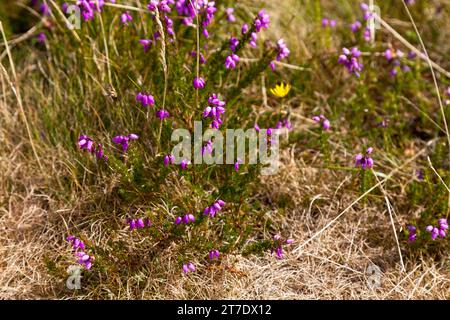 Erica ciliaris growing in the Monts d'Arrée in Brittany. Stock Photo