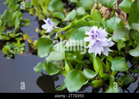 Eichornia crassipes is an aquatic plant also known as Water hyacinth Stock Photo