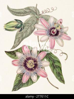 Passion Flower: Digital vintage-style painting of a flower on textured watercolor paper background. Stock Photo