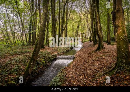 Tehidy stream flowing over a series of cascades in Tehidy Woods Country Park in Cornwall in the UK. Stock Photo